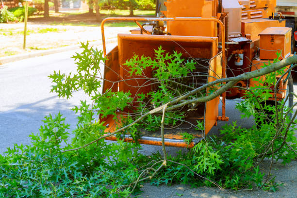 Best Tree Disease Treatment  in Piedmont, SD